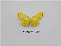 藏品(尺蛾318)的圖片